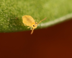 Deuterosminthurus pallipes