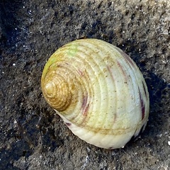 Nerita peloronta