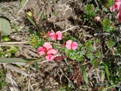 Indigofera punctata