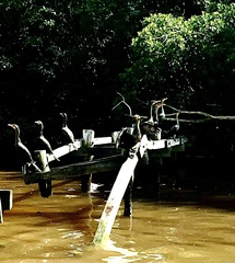 Nannopterum brasilianum