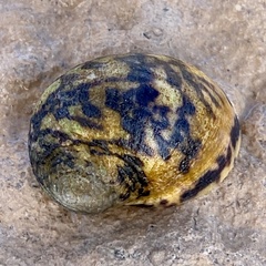 Nerita peloronta