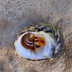 Nerita peloronta