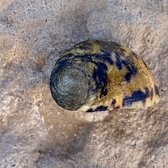 Nerita peloronta