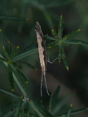 Plutella xylostella