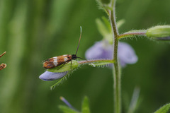 Cauchas fibulella