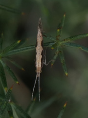 Plutella xylostella
