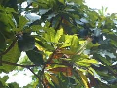 Madhuca bourdillonii