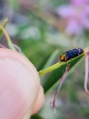 Diphucrania