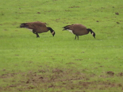Branta canadensis occidentalis