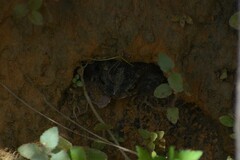 Rhinella major