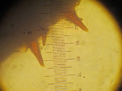 Porodaedalea cancriformans