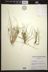 Carex garberi