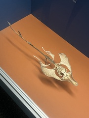 Pseudobatos percellens