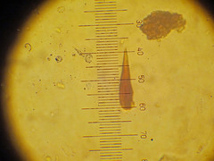 Porodaedalea cancriformans