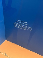 Pseudobatos percellens