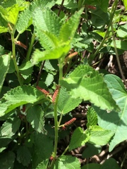 Acalypha monostachya