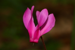 Cyclamen repandum
