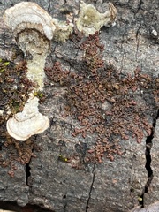 Frullania