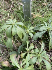 Monarda citriodora