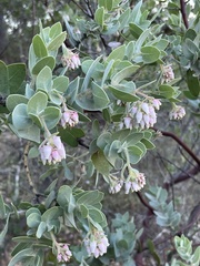 Arctostaphylos auriculata