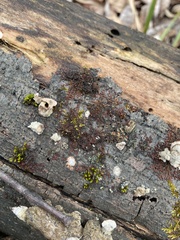 Frullania