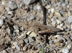 Chimarocephala pacifica