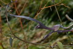 Aristolochia mycteria