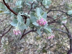 Arctostaphylos auriculata