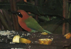 Baryphthengus martii