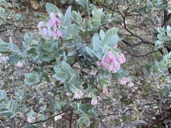 Arctostaphylos auriculata