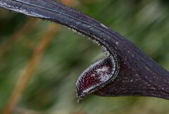 Aristolochia mycteria