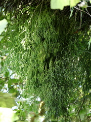 Phlegmariurus billardierei