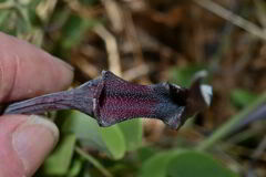 Aristolochia mycteria