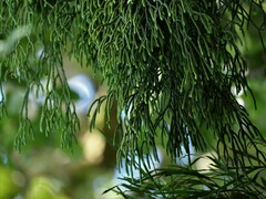 Phlegmariurus billardierei