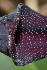 Aristolochia mycteria
