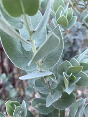 Arctostaphylos auriculata