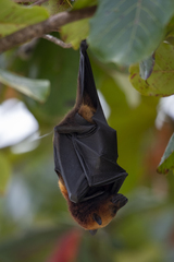 Pteropus hypomelanus