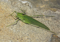 Anaulacomera