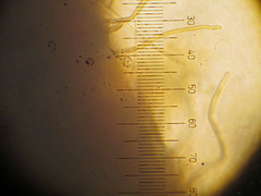 Porodaedalea cancriformans