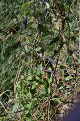 Aristolochia mycteria