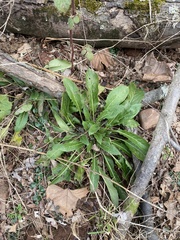 Hesperis matronalis