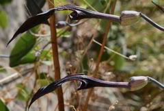 Aristolochia mycteria