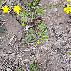 Ranunculus fascicularis
