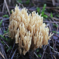 Ramaria stricta