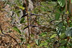 Aristolochia mycteria