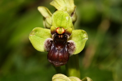 Ophrys bombyliflora