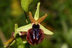 Ophrys sphegodes passionis
