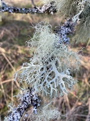 Evernia prunastri