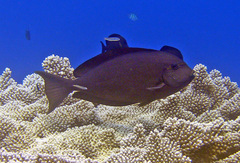 Acanthurus mata