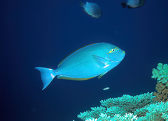 Acanthurus mata
